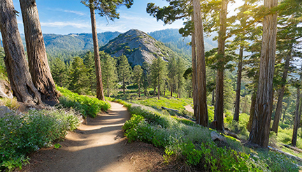 Monitor Ridge Trail